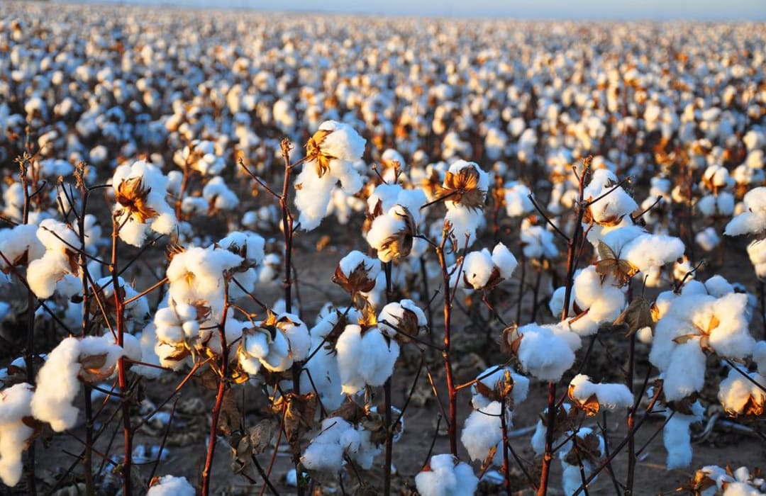 Cotton 2040 Impact Report